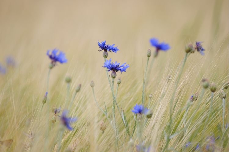 A field of purple flowers represents the new growth brought by redefining yourself in midlife.