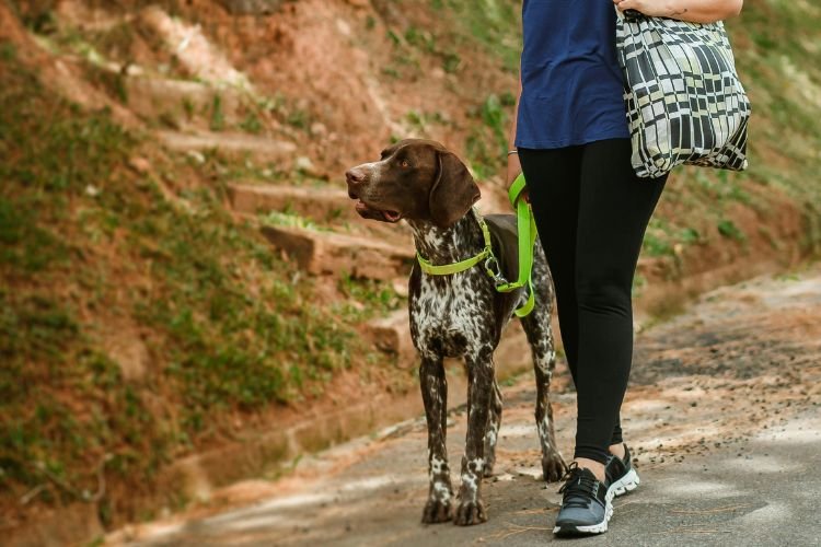 A woman walks her dog on a green leash for a stroll.